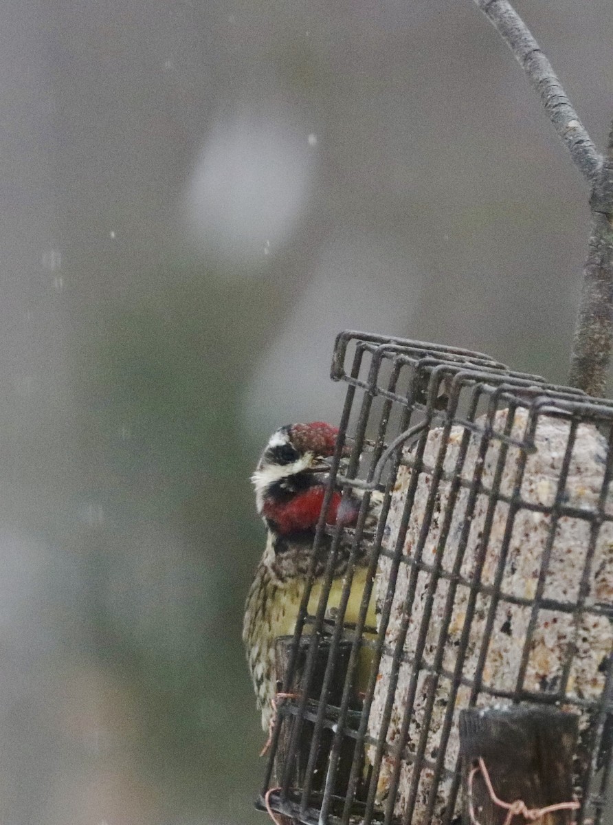 Yellow-bellied Sapsucker - ML646446800