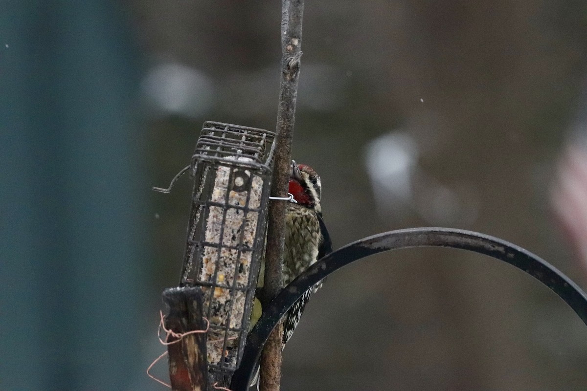 Yellow-bellied Sapsucker - ML646446801