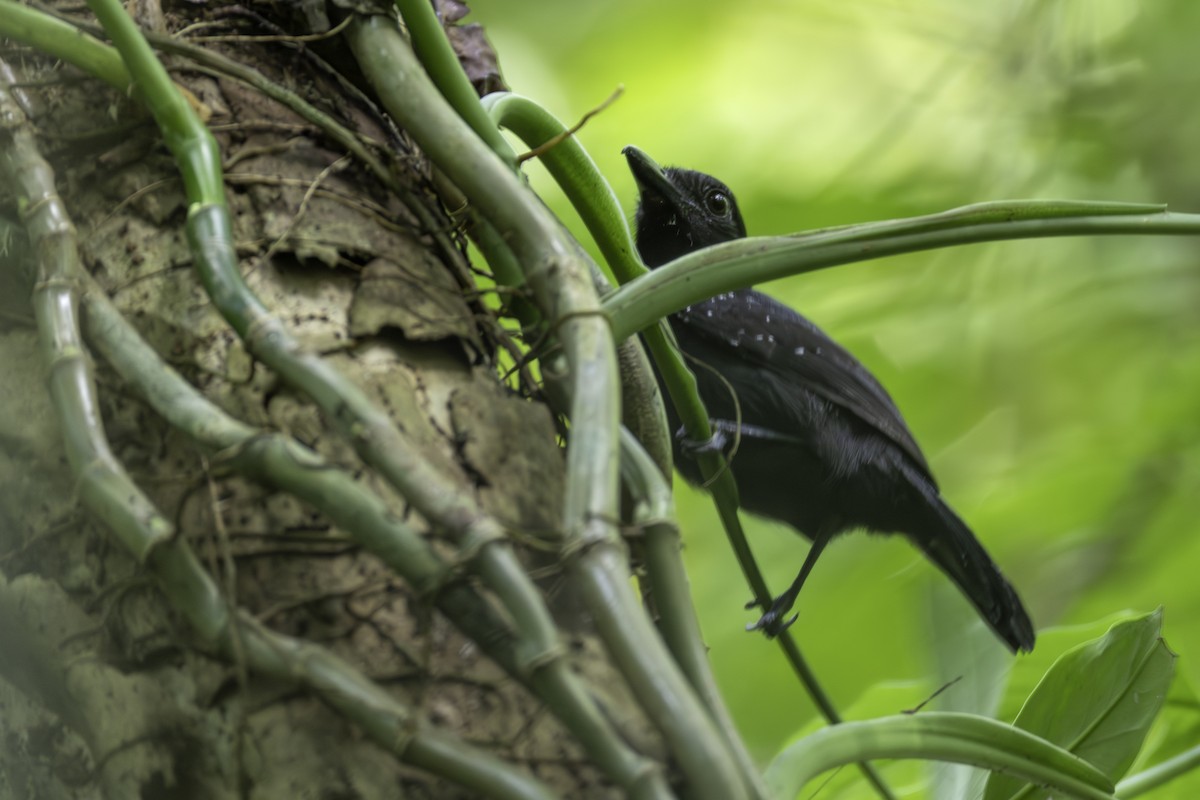 Black-hooded Antshrike - ML646446802
