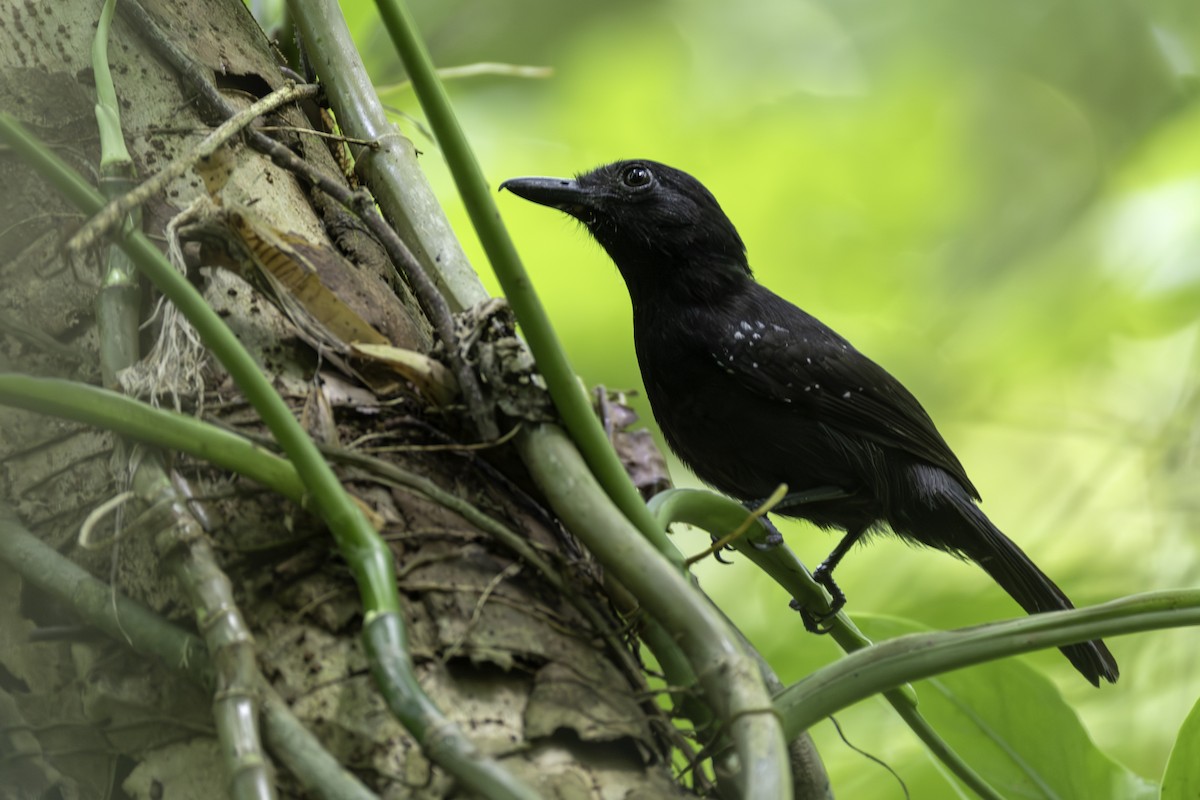 Black-hooded Antshrike - ML646446803