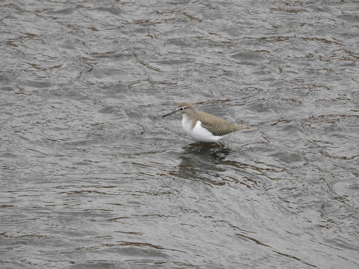 strandsnipe - ML646446806