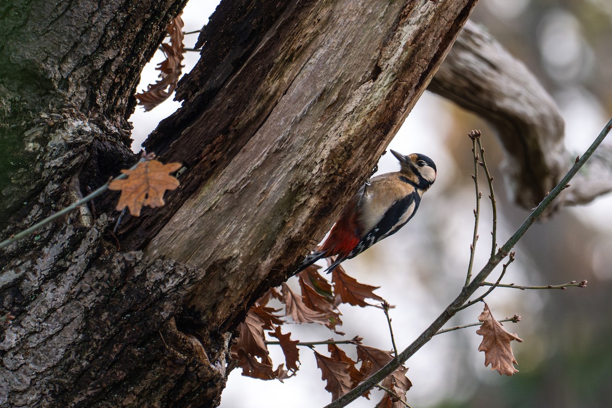 Great Spotted Woodpecker - ML646446812
