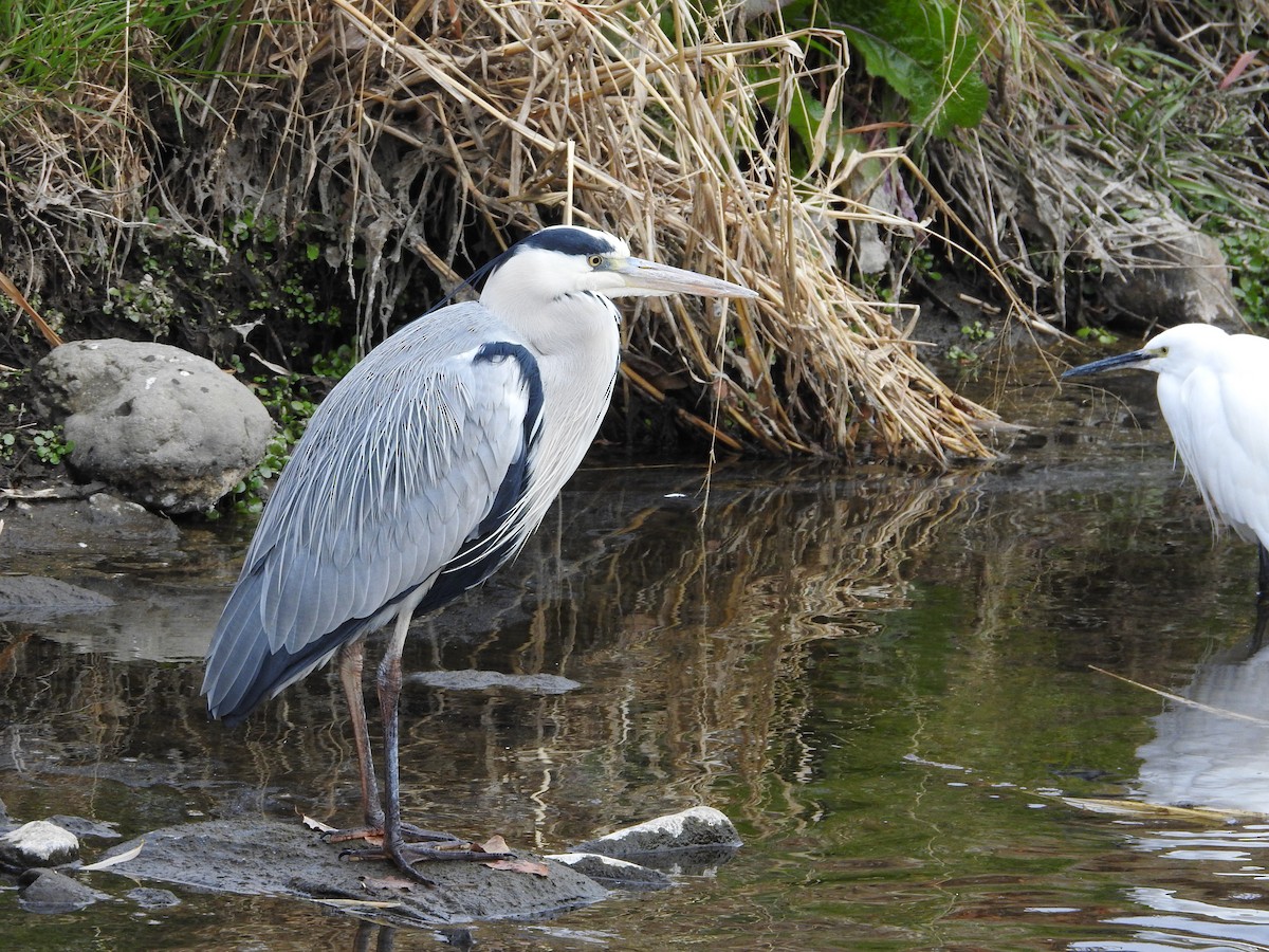 gråhegre - ML646446820