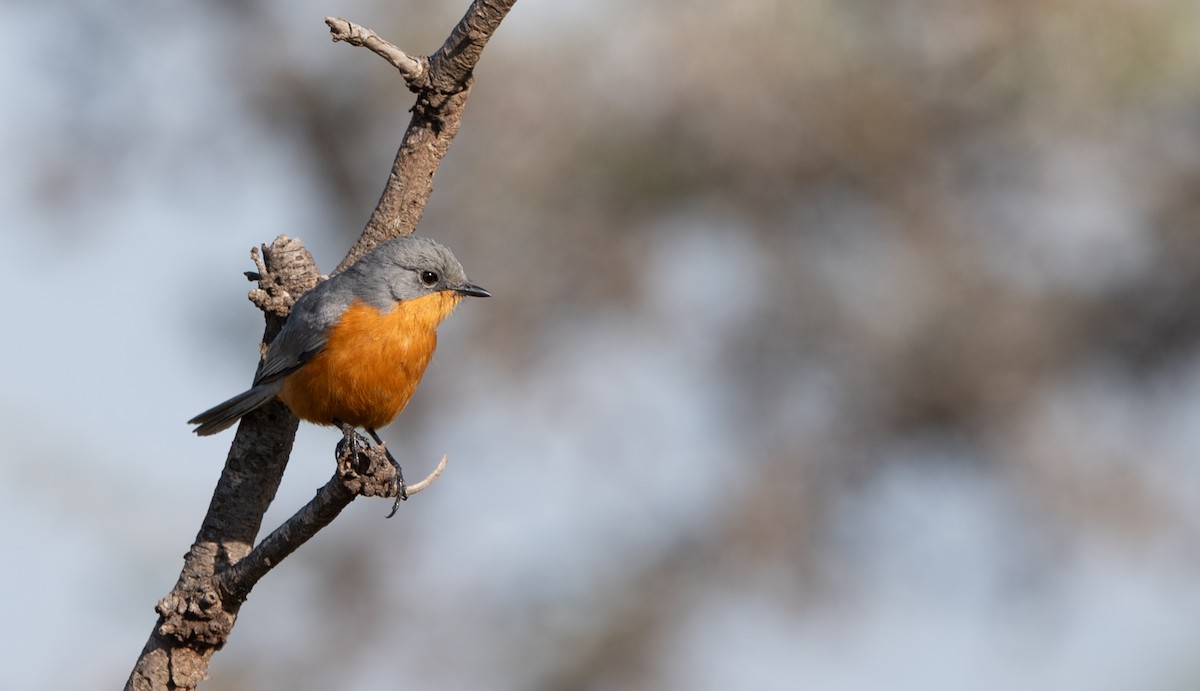 Silverbird - ML646446825