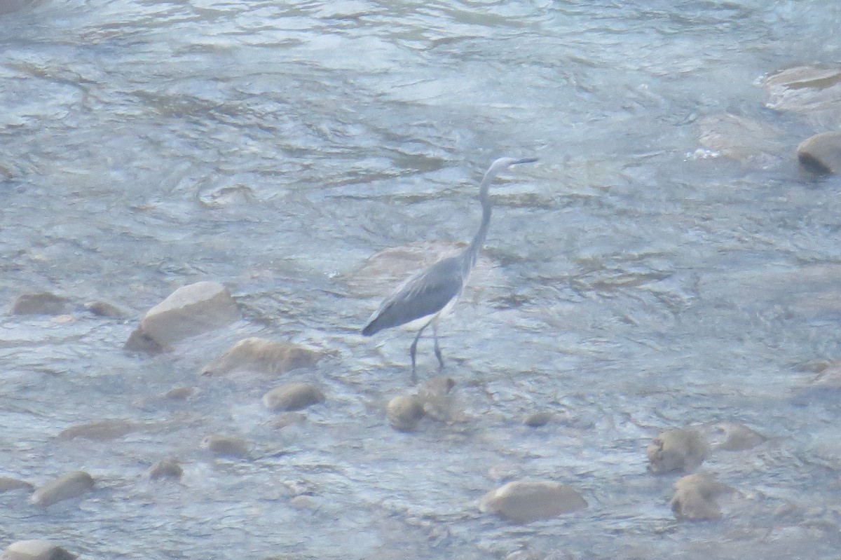 White-bellied Heron - ML646446831