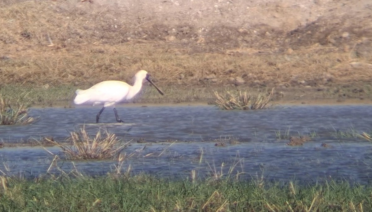 Black-faced Spoonbill - ML646446832