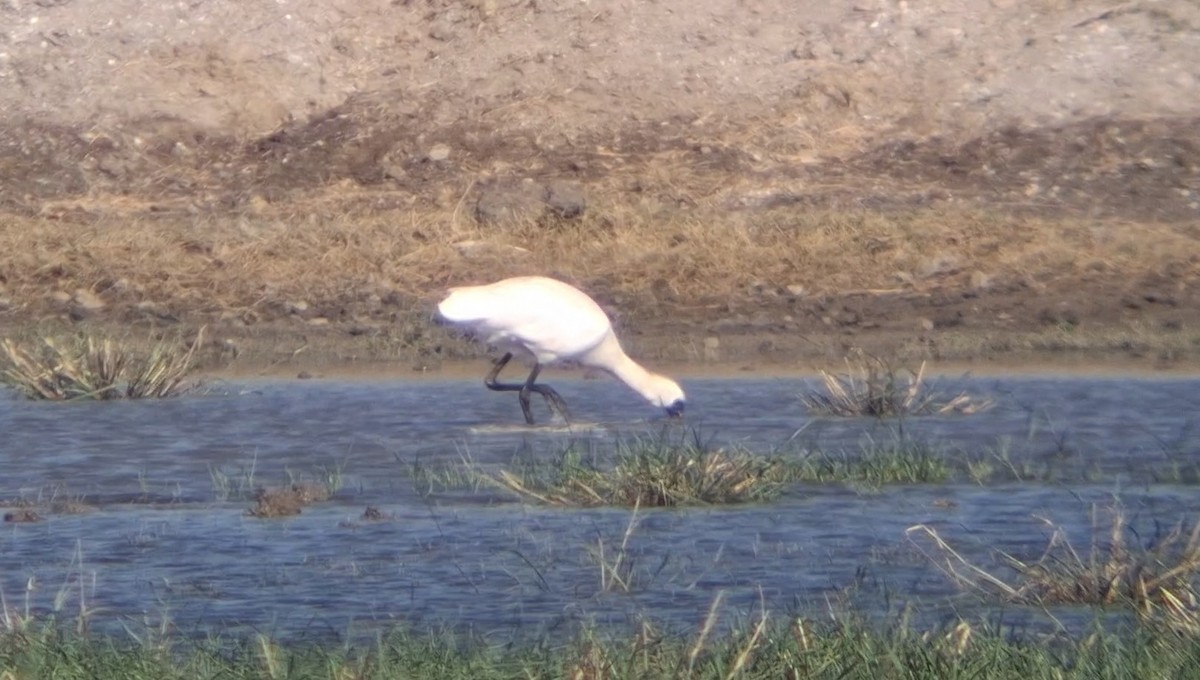Black-faced Spoonbill - ML646446833