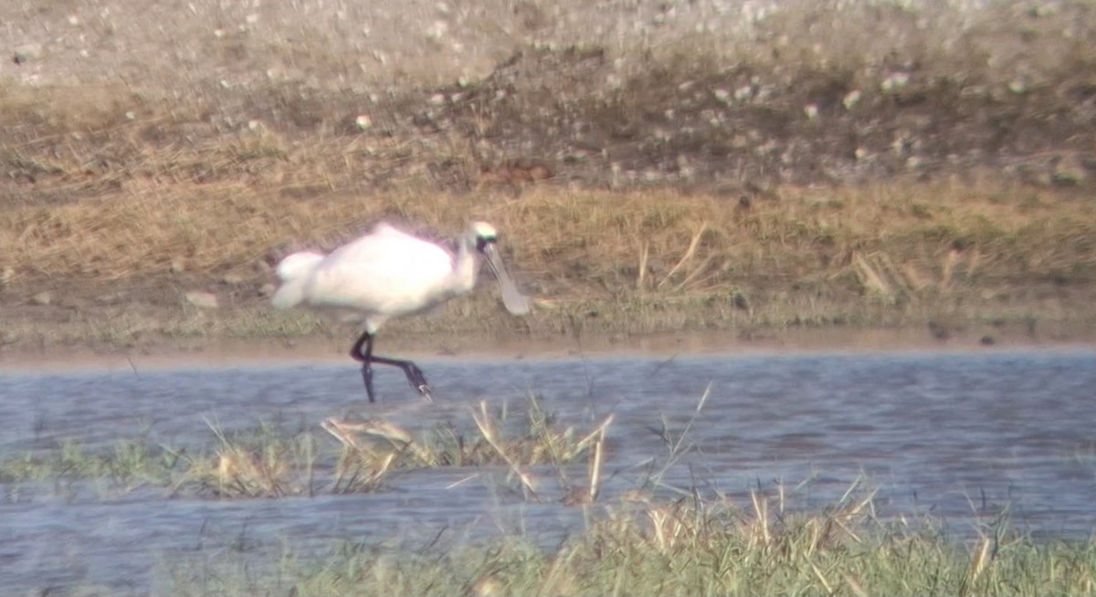 Black-faced Spoonbill - ML646446834