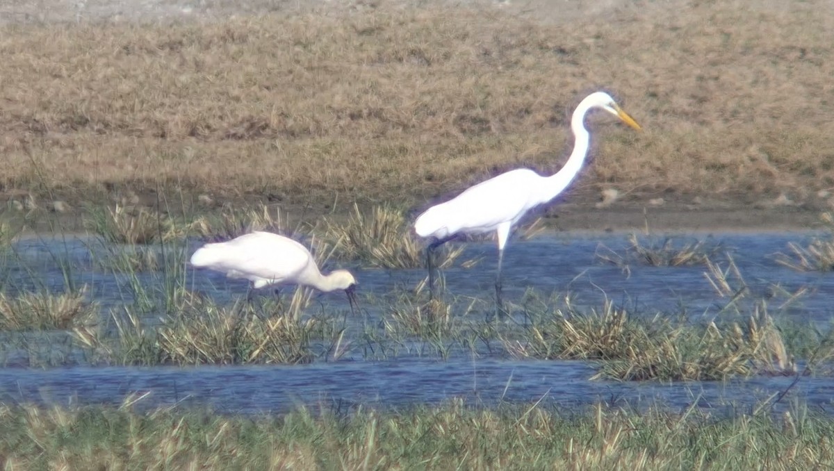 Black-faced Spoonbill - ML646446835