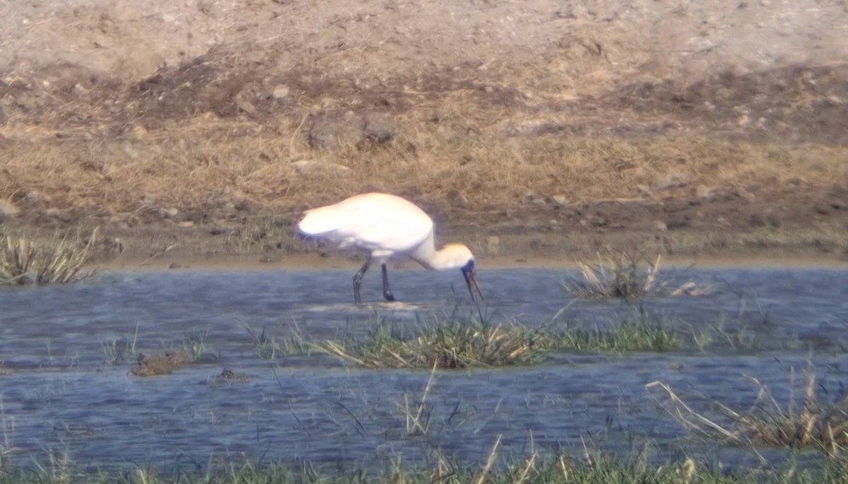 Black-faced Spoonbill - ML646446836