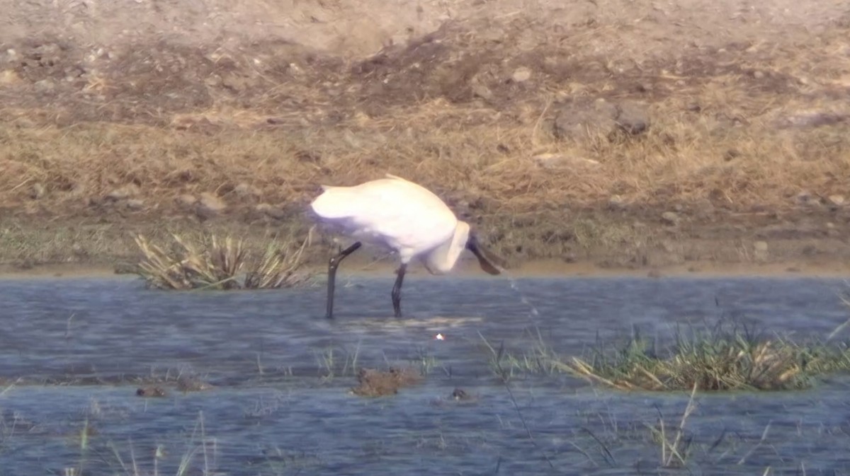 Black-faced Spoonbill - ML646446837