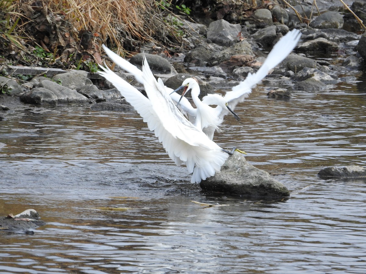 silkehegre - ML646446838