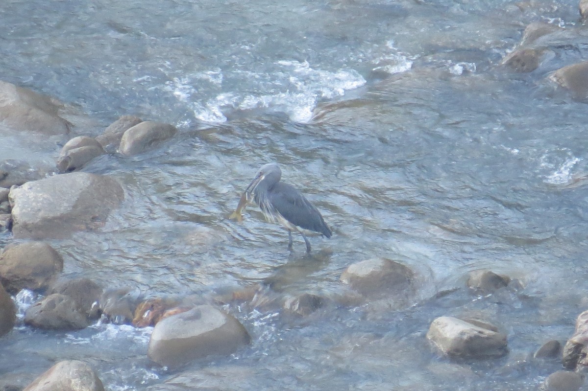 White-bellied Heron - ML646446839