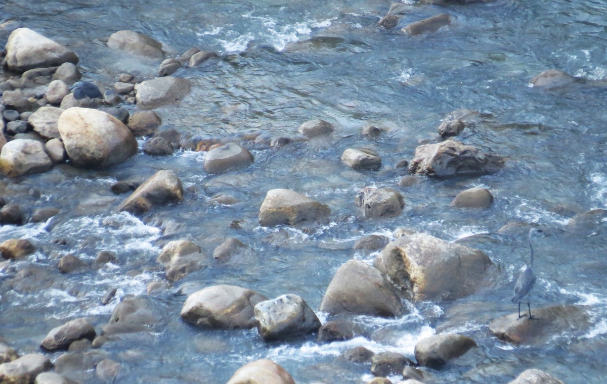 White-bellied Heron - ML646446844