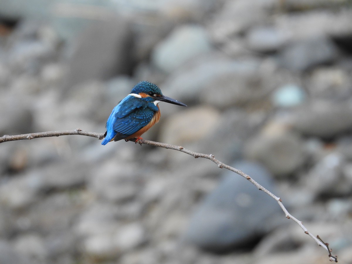 isfugl - ML646446847