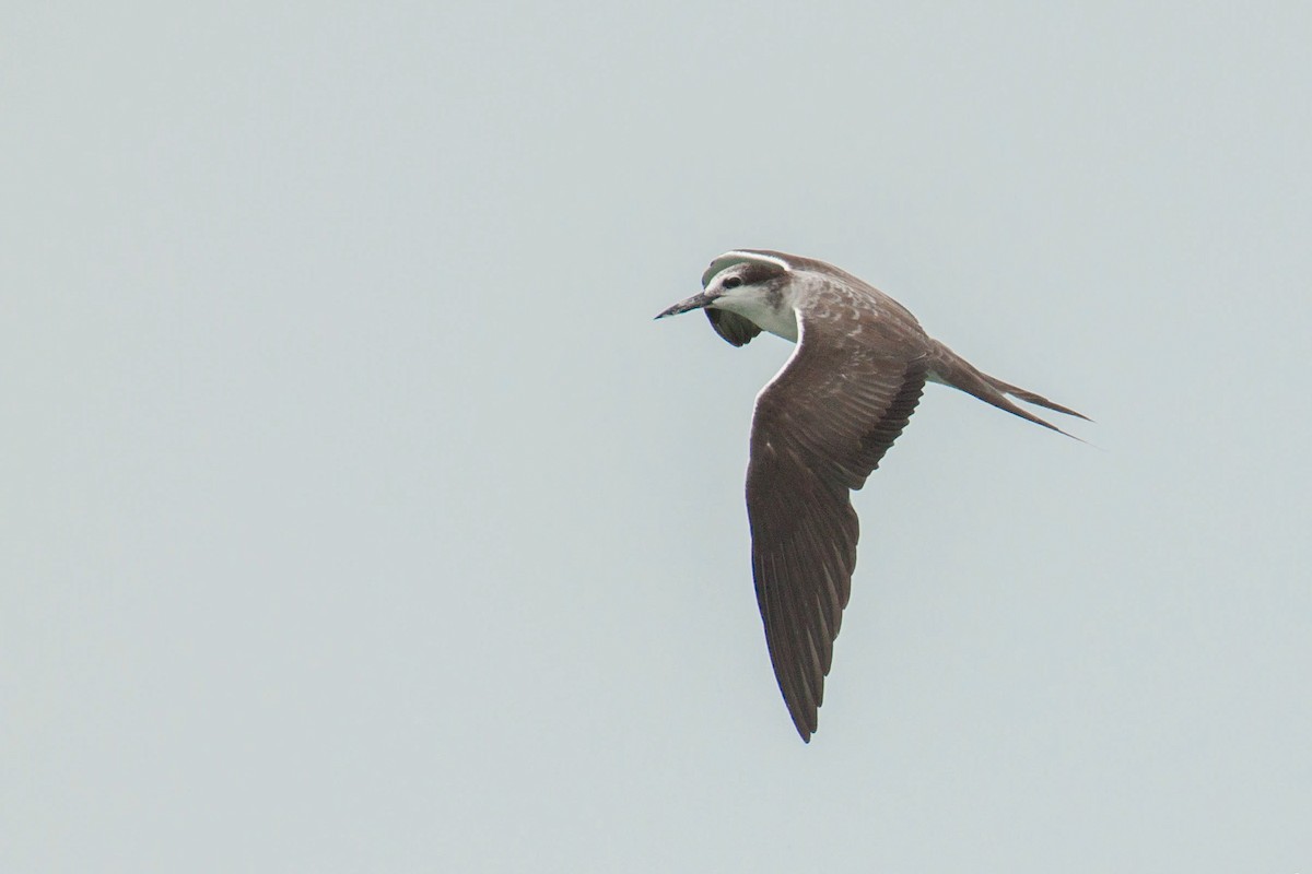 白眉燕鷗 - ML646446848