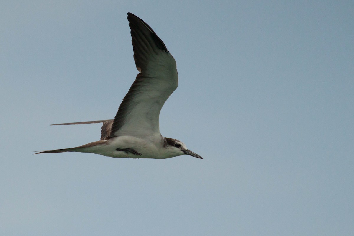 白眉燕鷗 - ML646446849