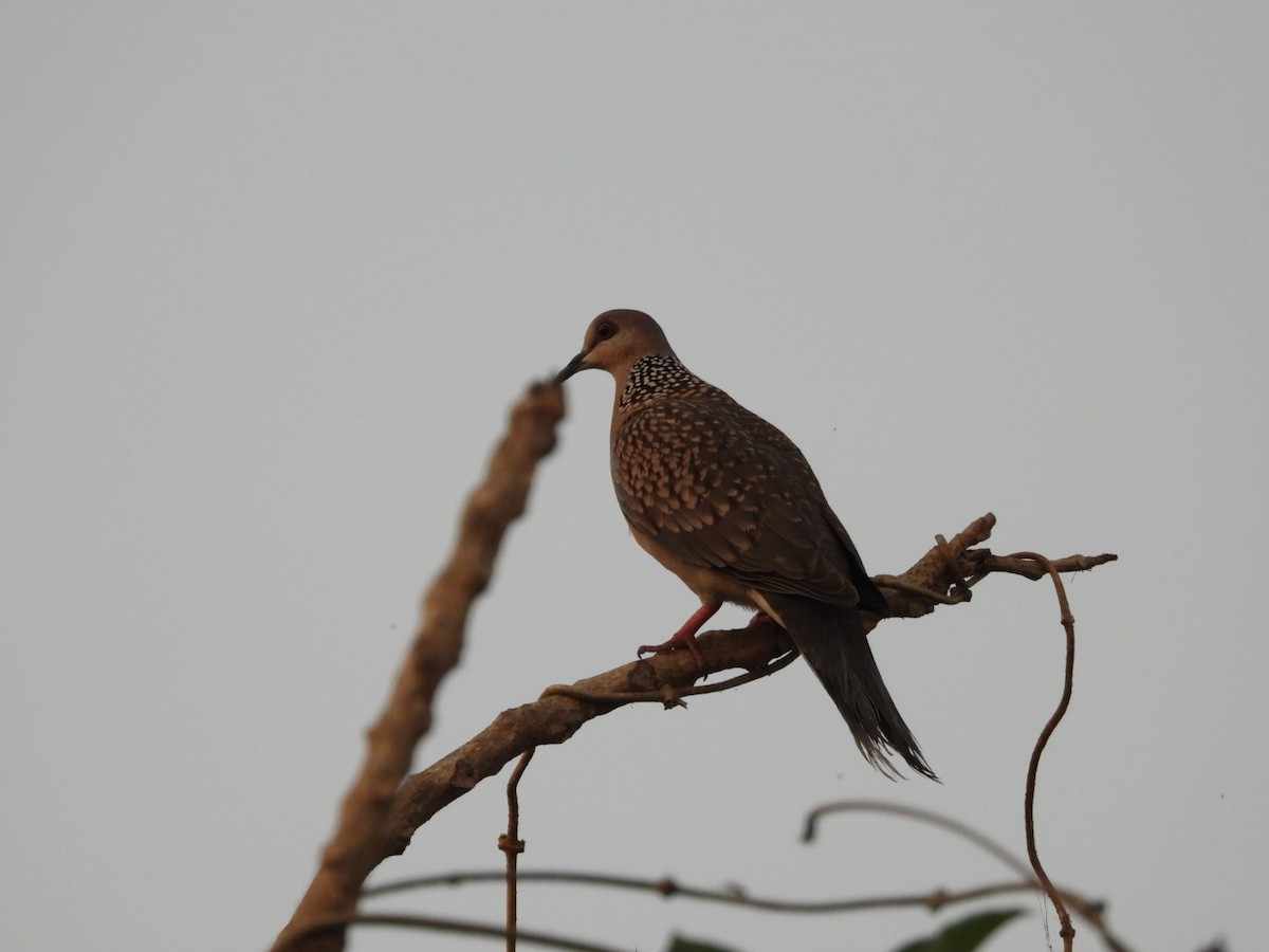 Spotted Dove - ML646446853