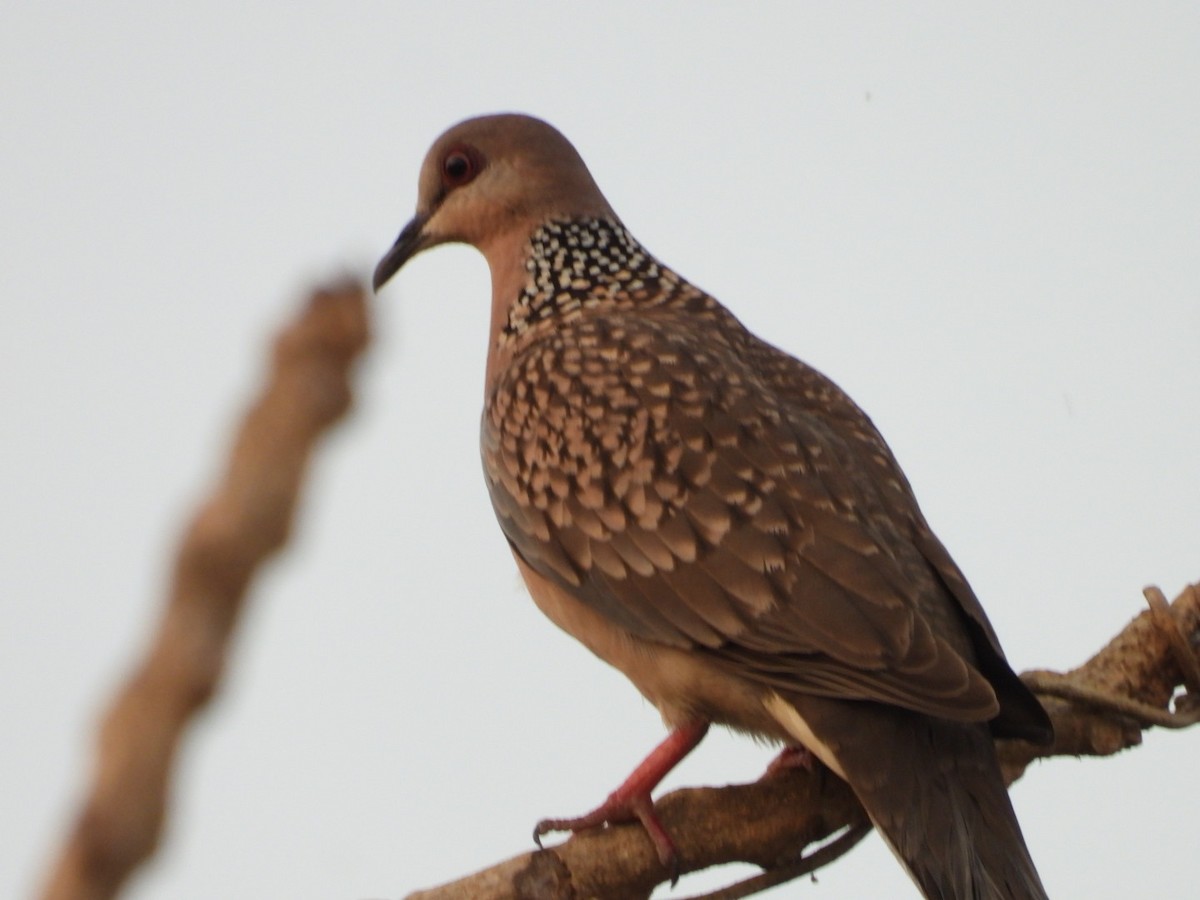 Spotted Dove - ML646446854