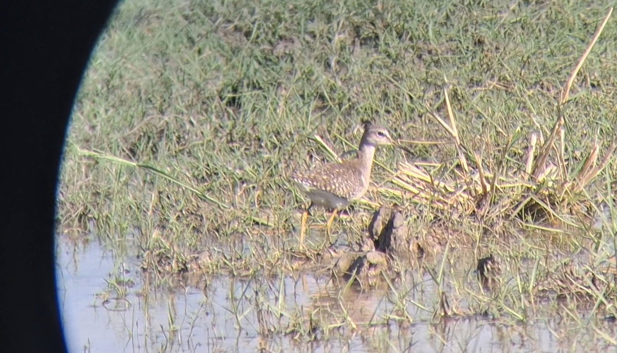 Wood Sandpiper - ML646446856