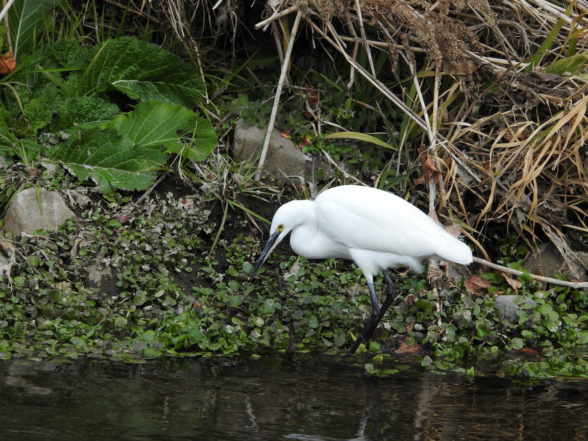 silkehegre - ML646446857