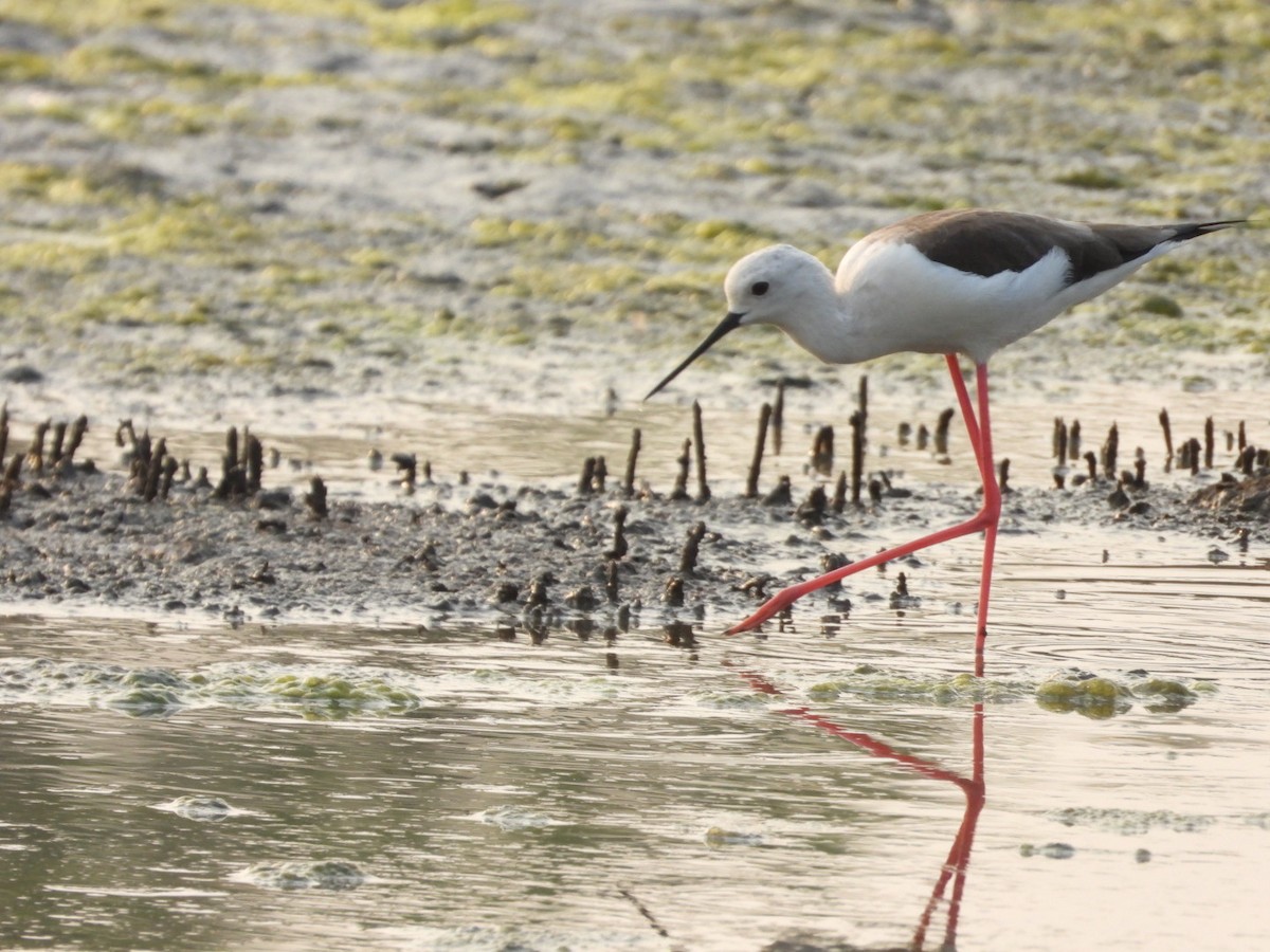 Black-winged Stilt - ML646446863