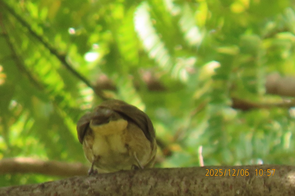 Streak-eared Bulbul - ML646446865