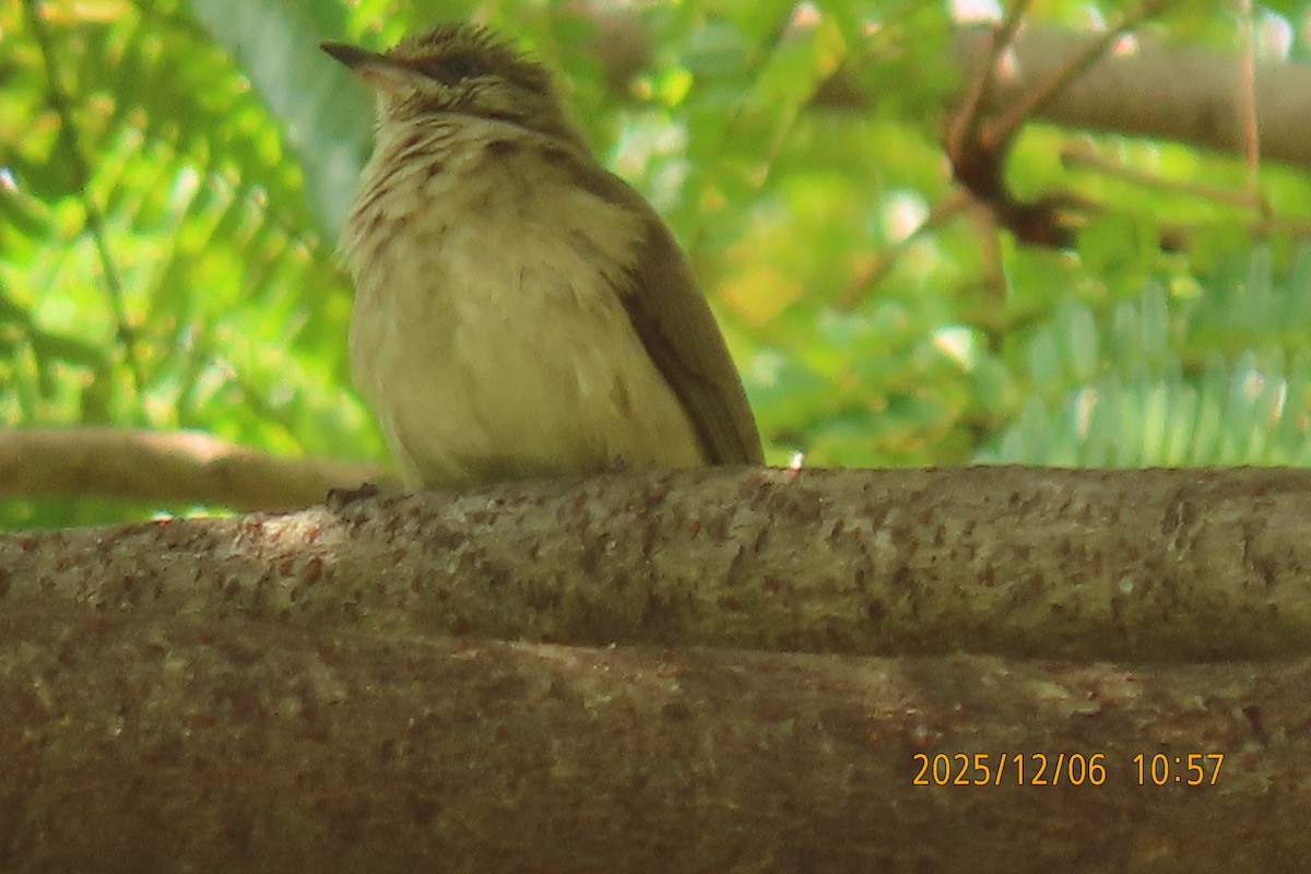 Streak-eared Bulbul - ML646446866