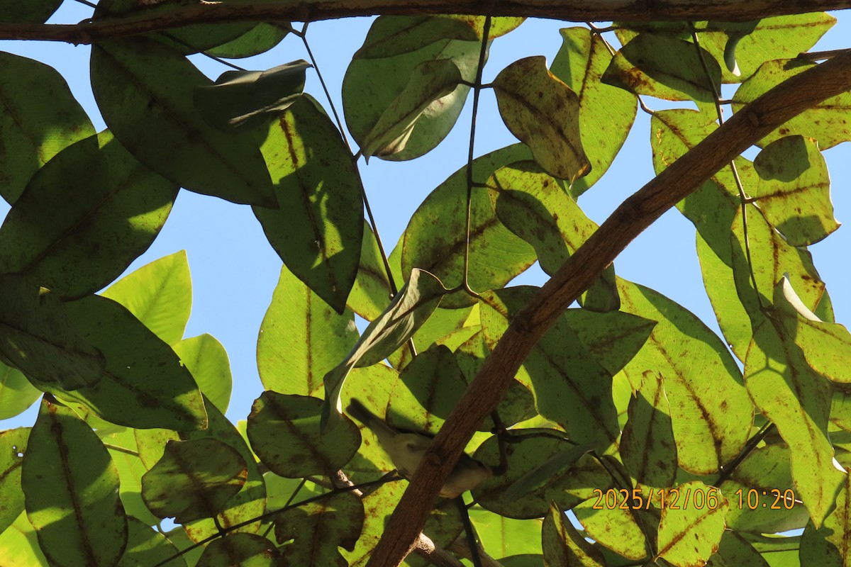 Streak-eared Bulbul - ML646446867