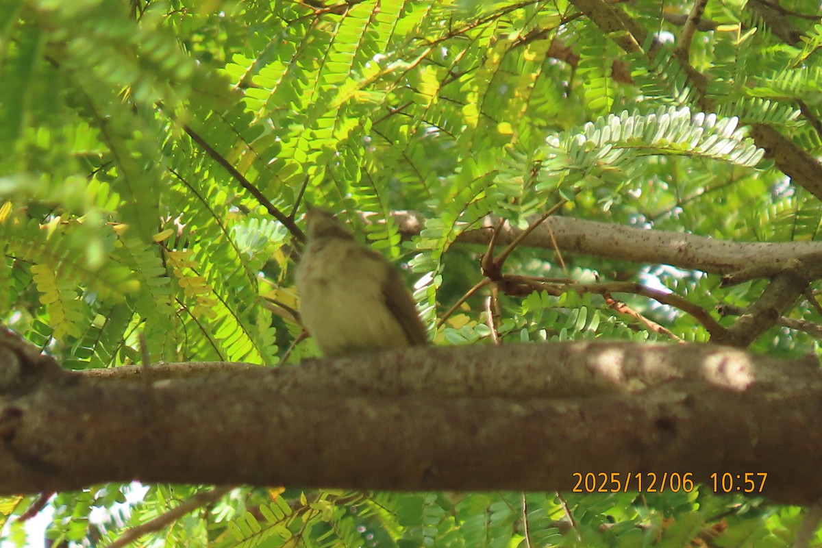 Streak-eared Bulbul - ML646446868