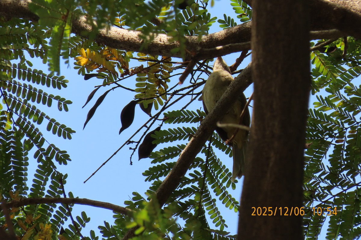 Streak-eared Bulbul - ML646446870
