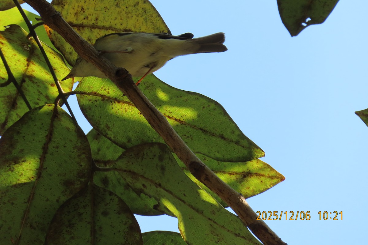 Streak-eared Bulbul - ML646446871