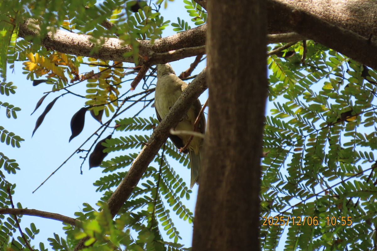 Streak-eared Bulbul - ML646446873
