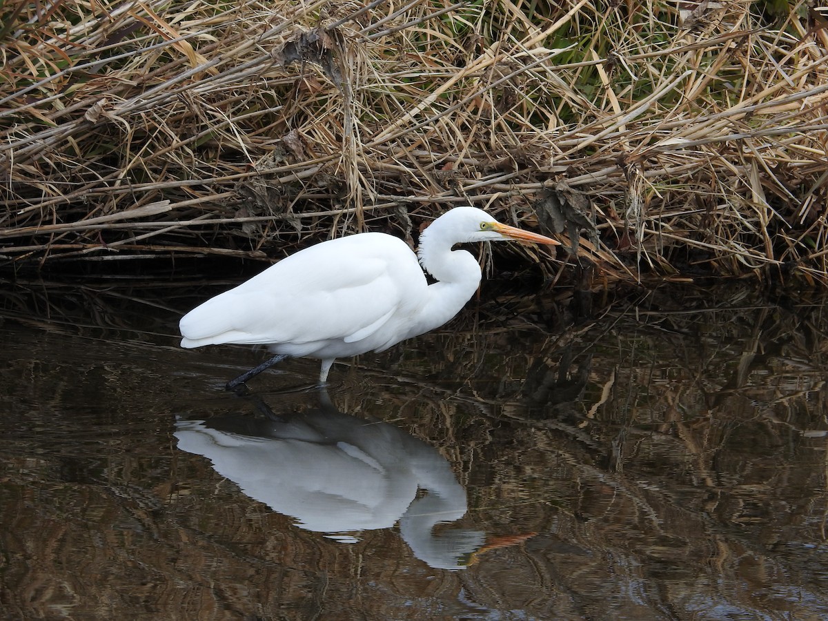 egretthegre - ML646446874