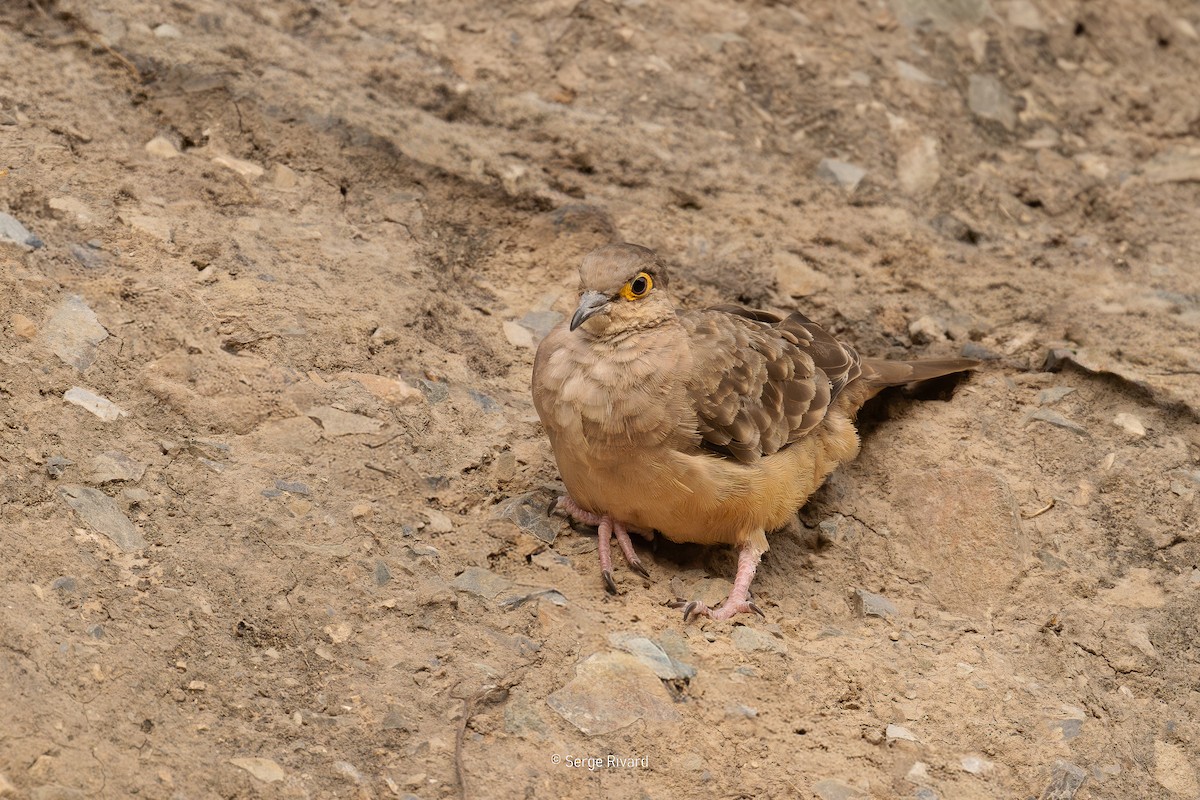 Горличка перуанська - ML646446878