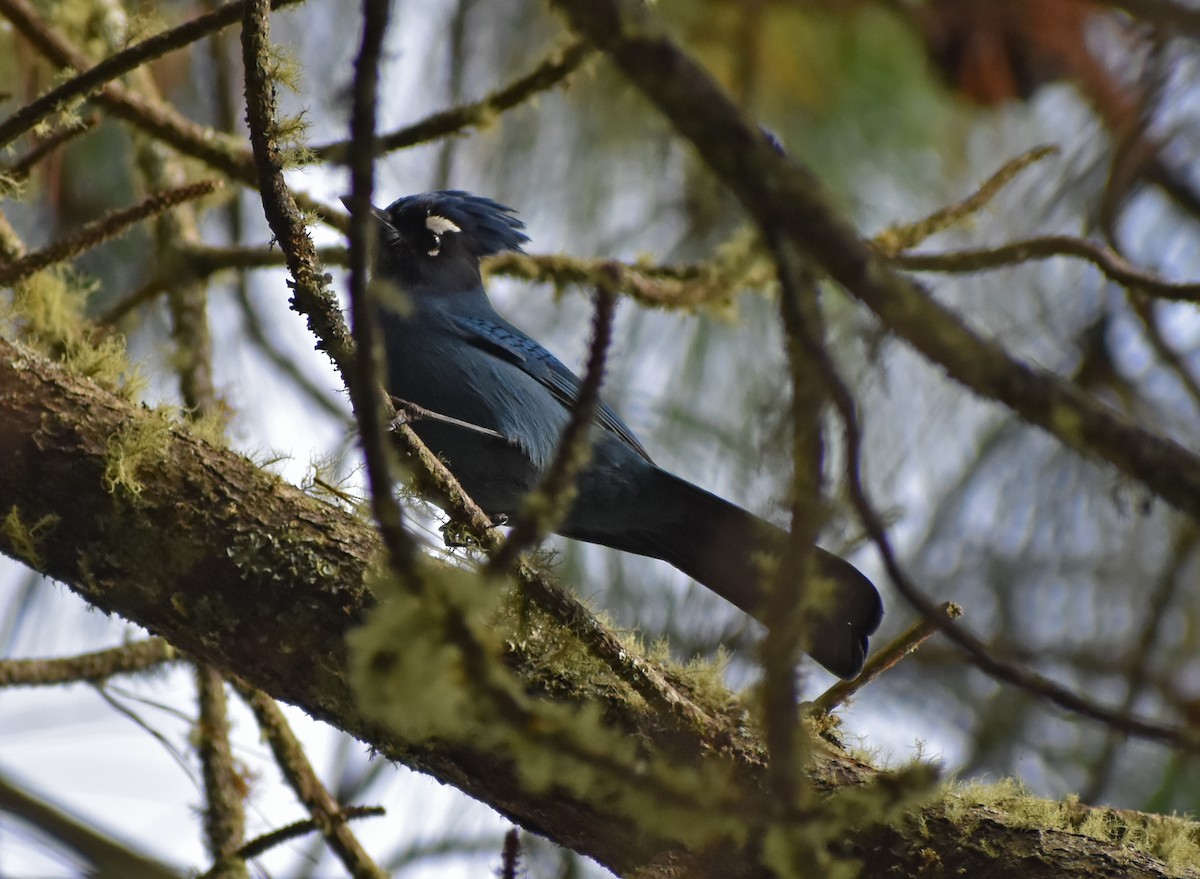 Steller's Jay - ML646446881