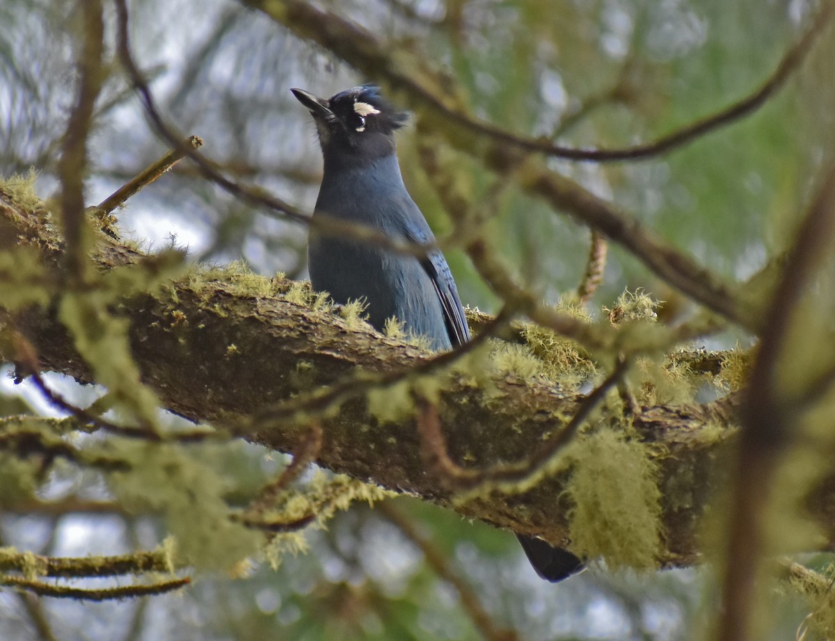 Steller's Jay - ML646446882