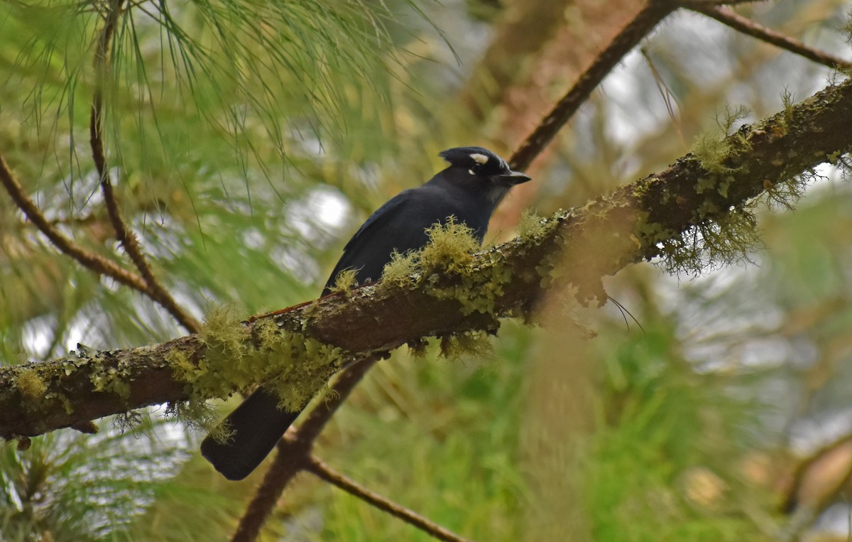 Steller's Jay - ML646446883