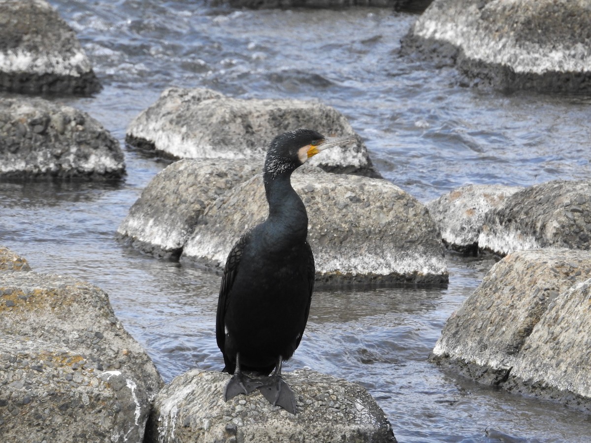 storskarv - ML646446886