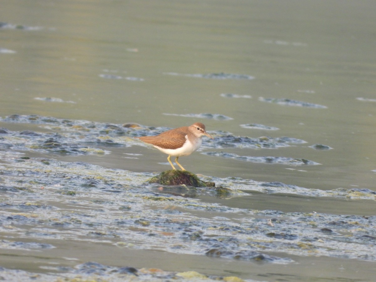 Common Sandpiper - ML646446887