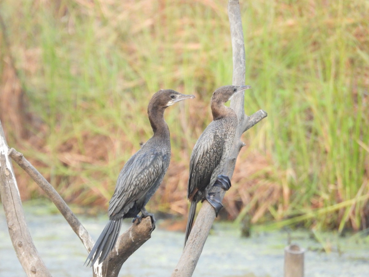 Little Cormorant - ML646446890