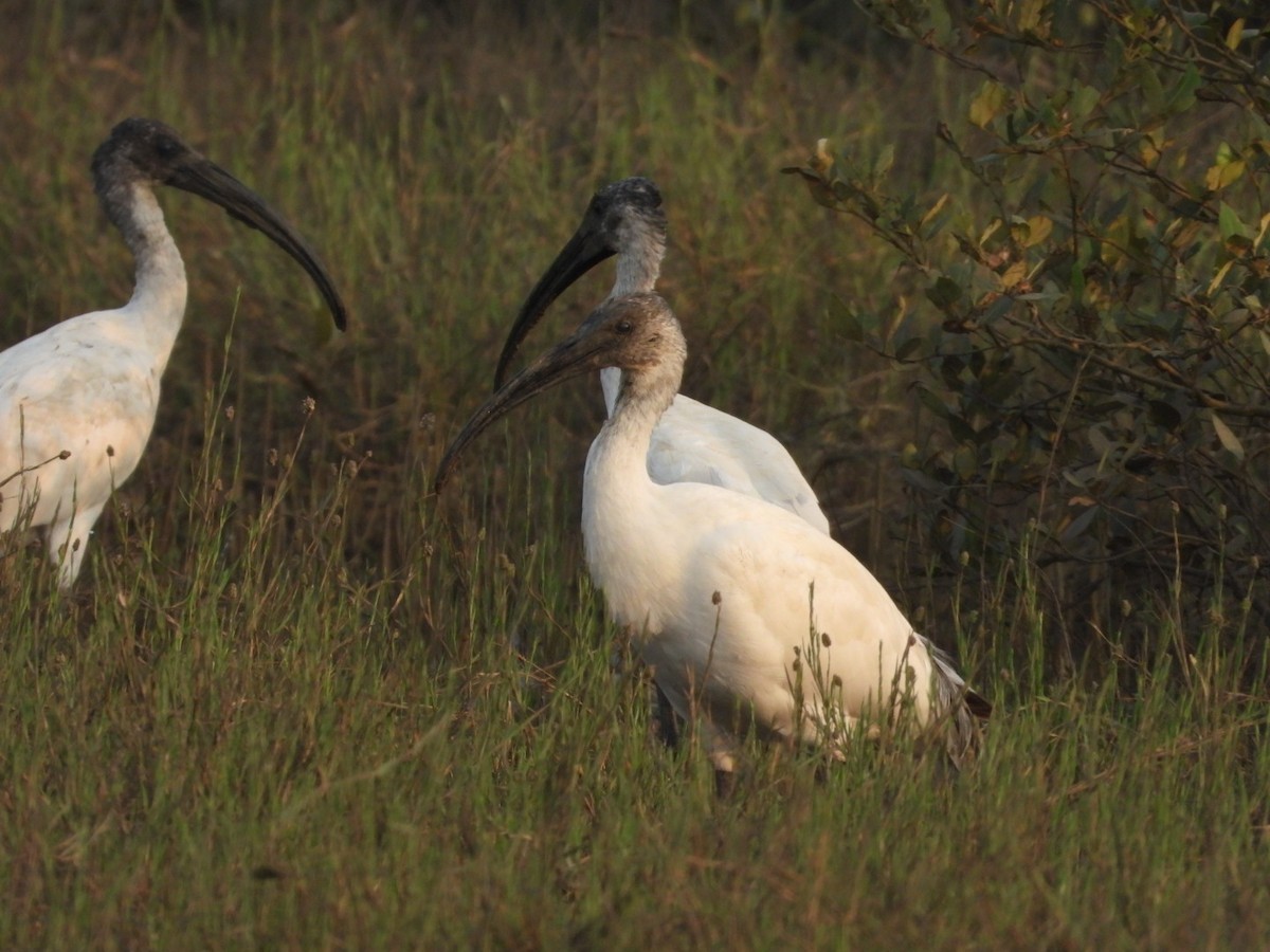 Black-headed Ibis - ML646446894