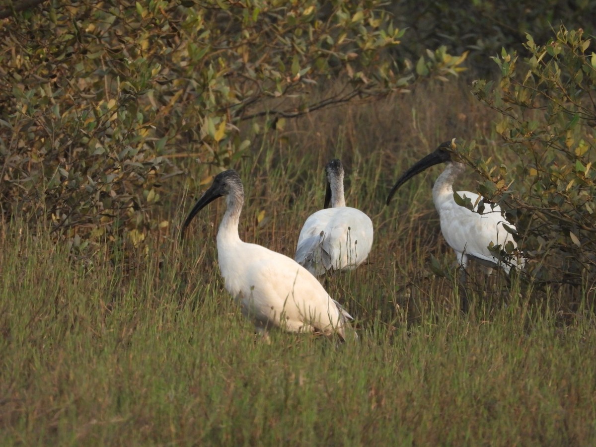 Black-headed Ibis - ML646446895