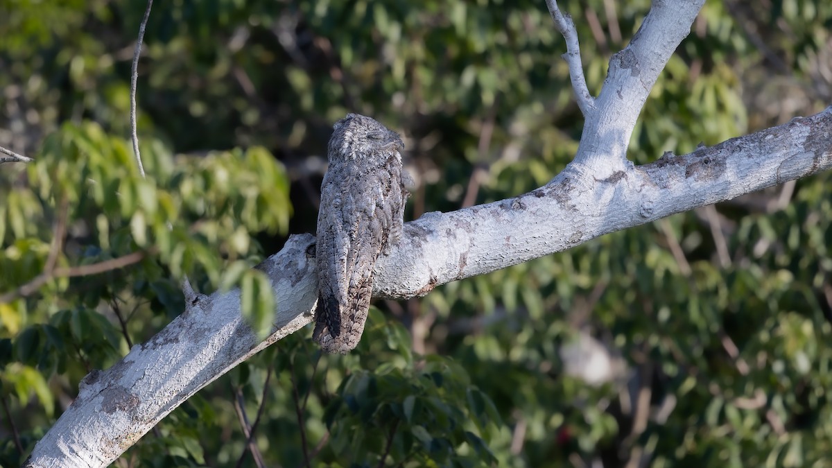 Great Potoo - ML646446896