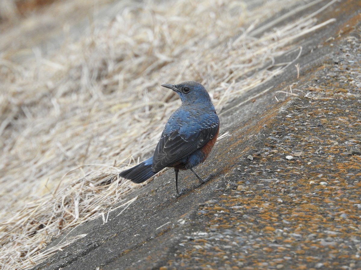 blåtrost - ML646446897