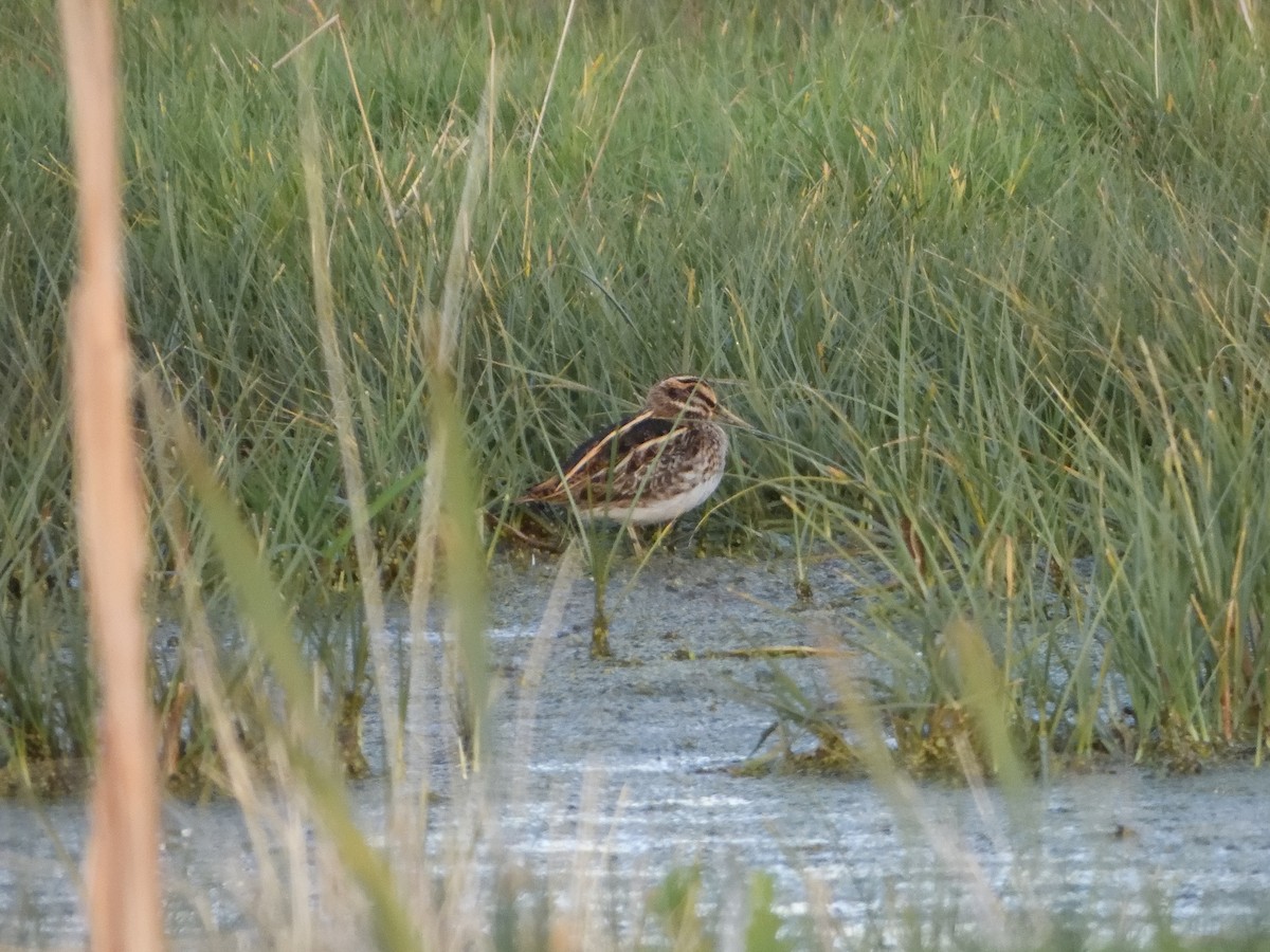 Jack Snipe - ML646446898