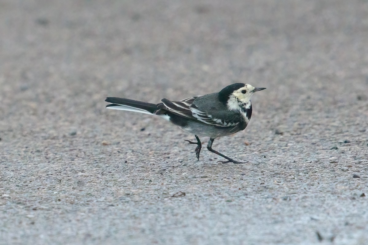 konipas bílý - ML646446899