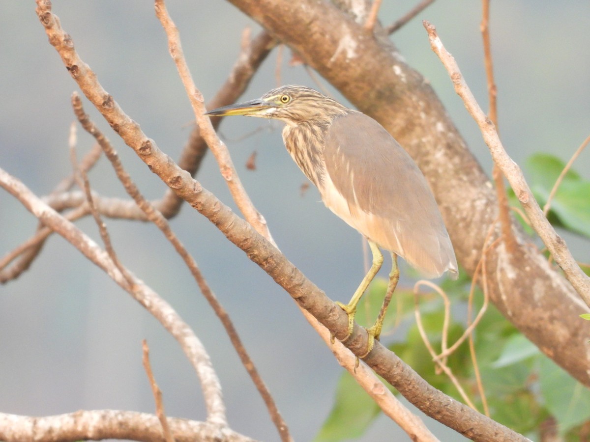 Indian Pond-Heron - ML646446900