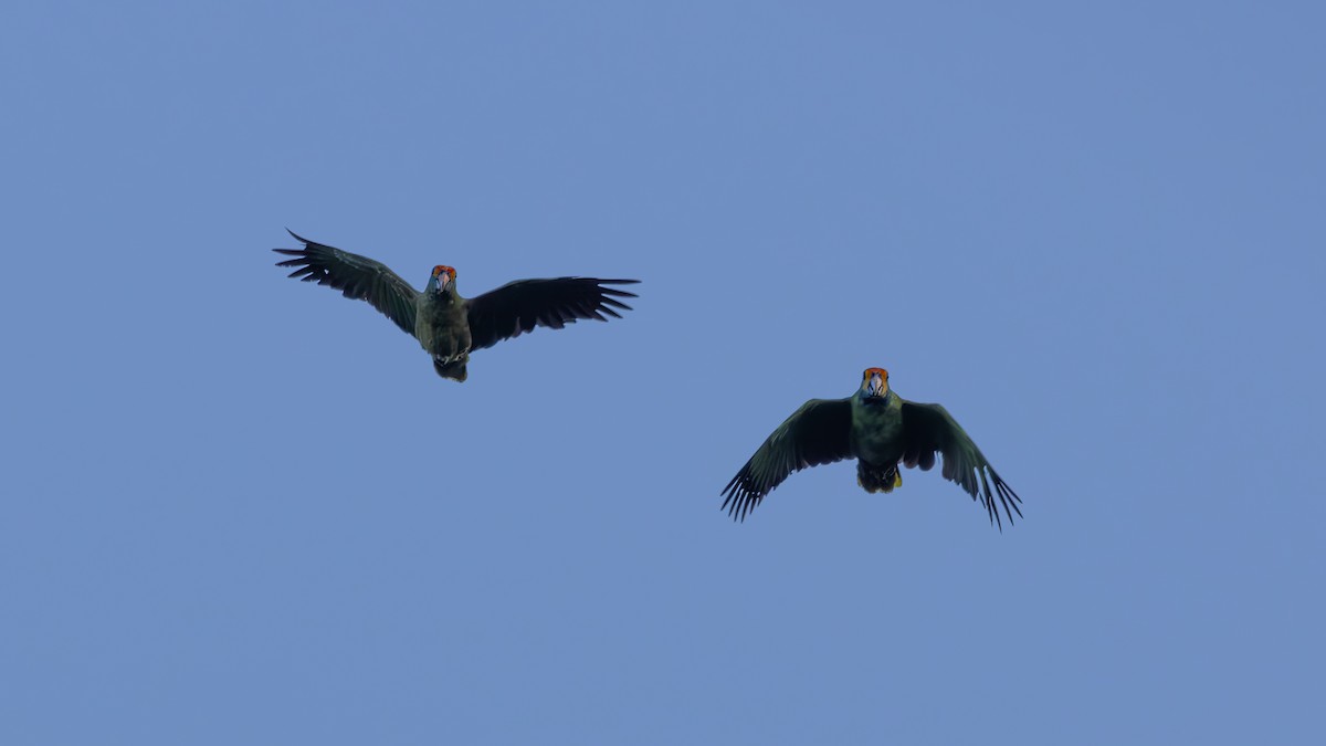 Red-browed Amazon - ML646446908