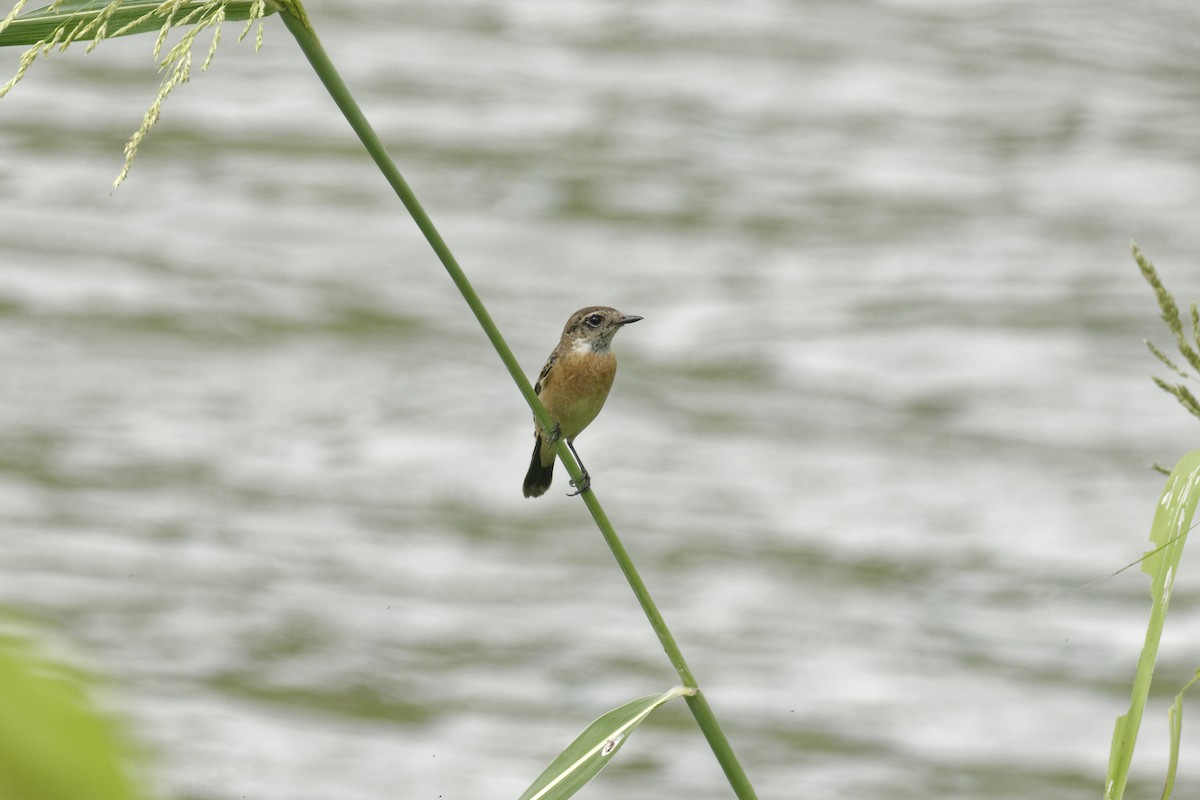 Amur Stonechat - ML646446909